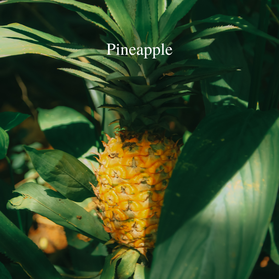 Pineapple Flavoured Assam Black Tea Leaves