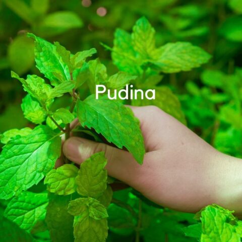 Pudina flavoured Cold Coffee Premix