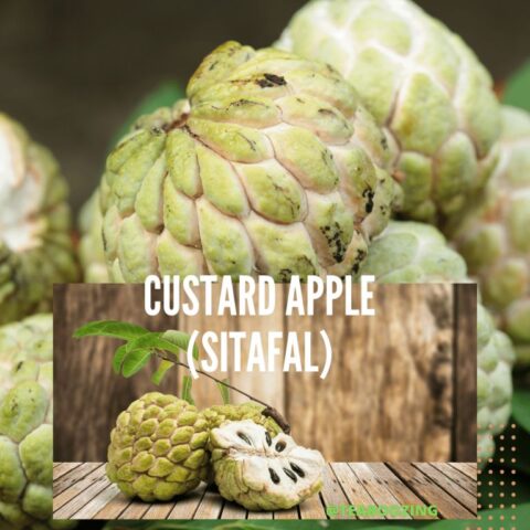 Custard Apple (Sitafal) flavoured Milkshake Premix